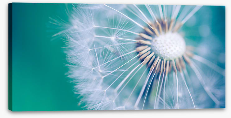 Spring wish