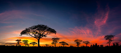 Setting sun silhouettes