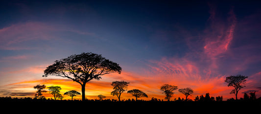 Setting sun silhouettes
