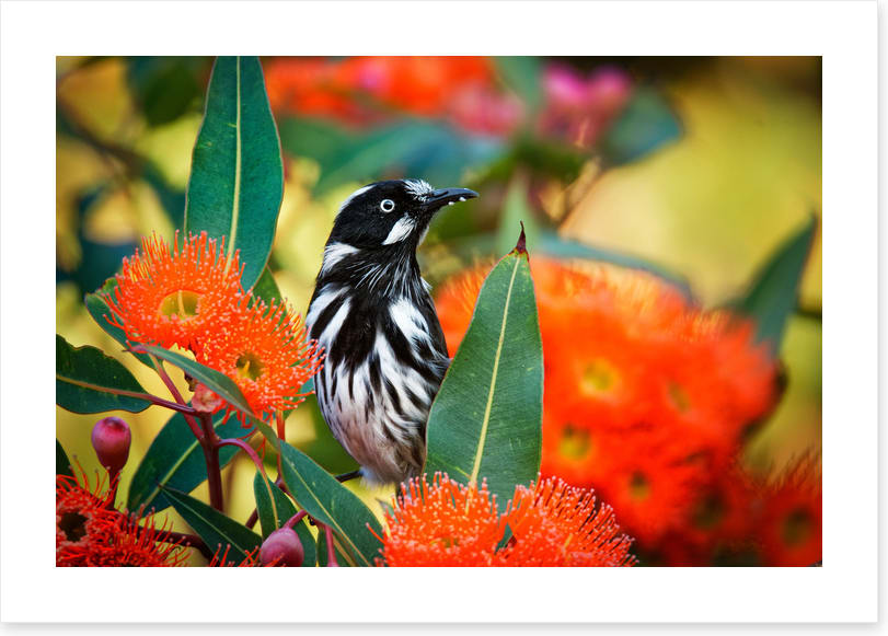 New Holland honeyeater