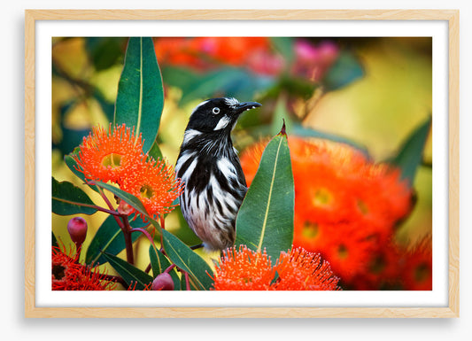 New Holland honeyeater
