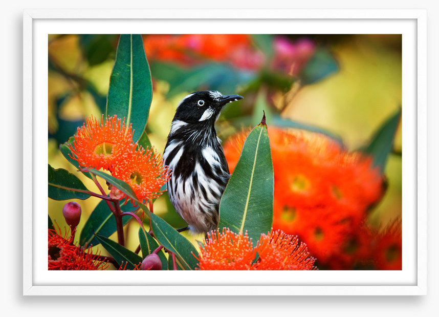 New Holland honeyeater