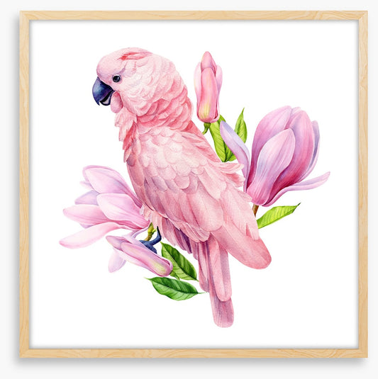 Pink parrot magnolia