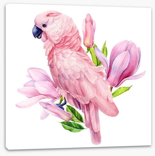 Pink parrot magnolia