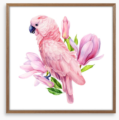 Pink parrot magnolia