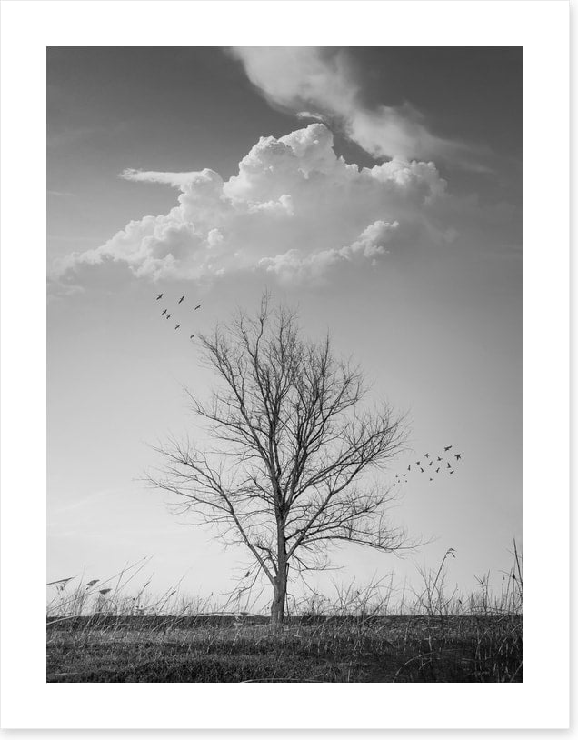 Where birds fly