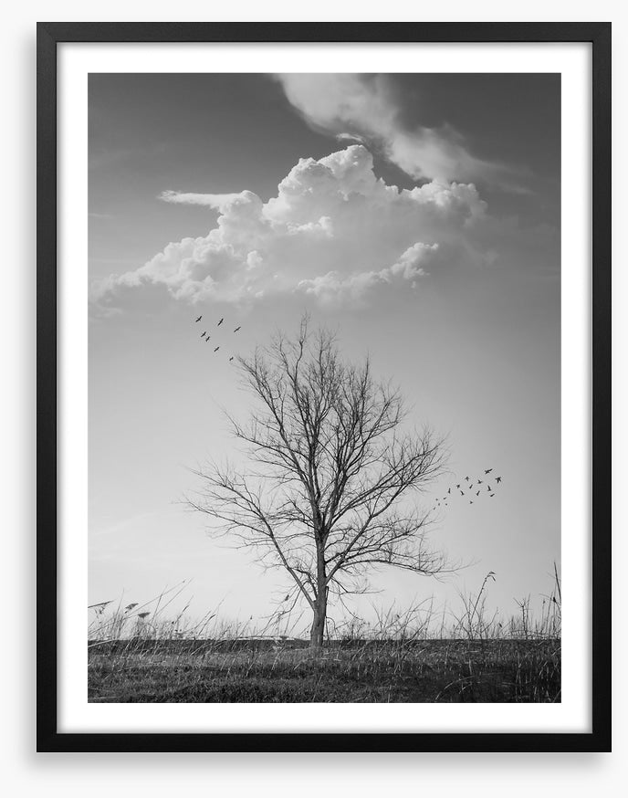 Where birds fly