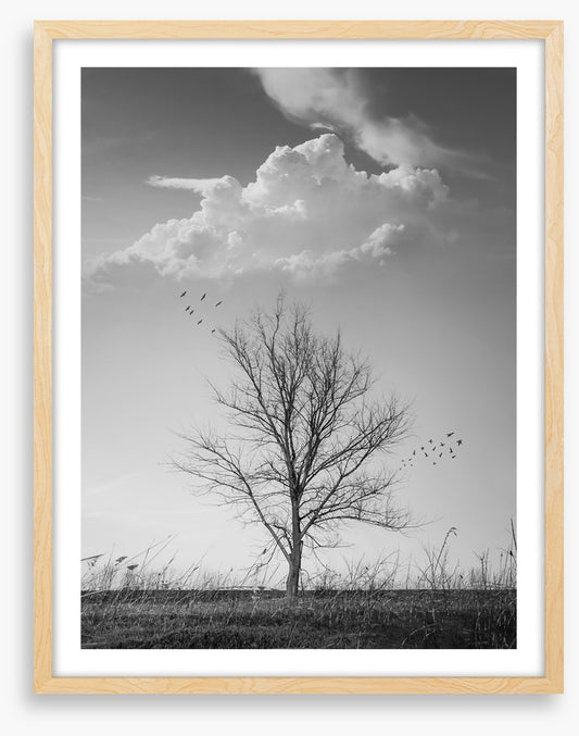 Where birds fly