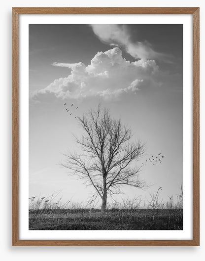Where birds fly