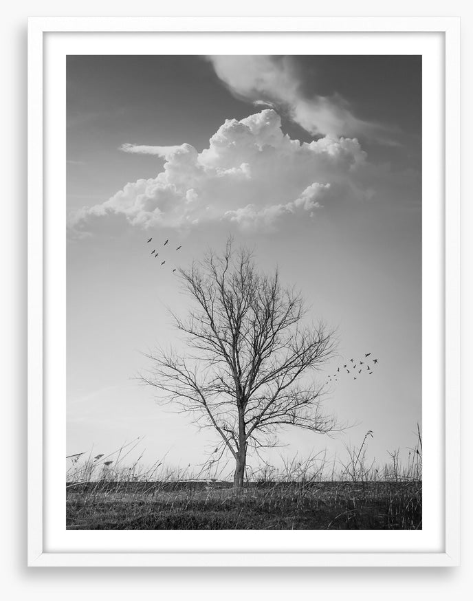 Where birds fly