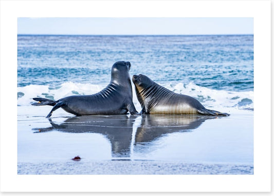 Sea lion love