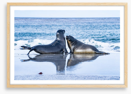 Sea lion love