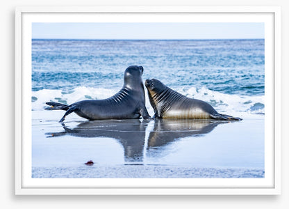 Sea lion love