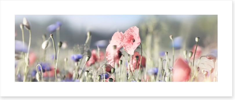 Tall poppy panorama