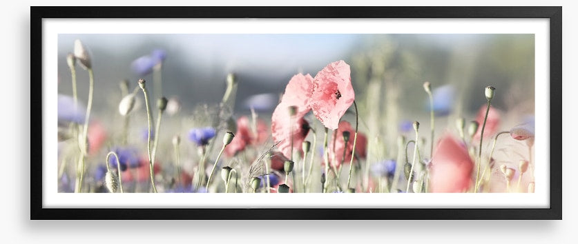 Tall poppy panorama