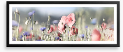 Tall poppy panorama