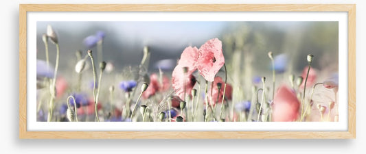 Tall poppy panorama