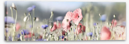 Tall poppy panorama