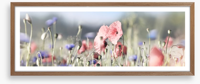 Tall poppy panorama