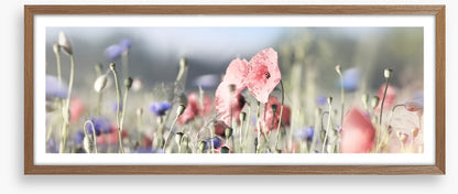 Tall poppy panorama