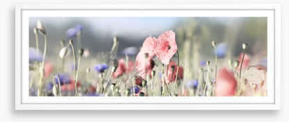 Tall poppy panorama