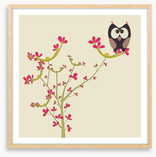 Owls