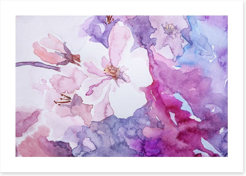 Rosemallow 1