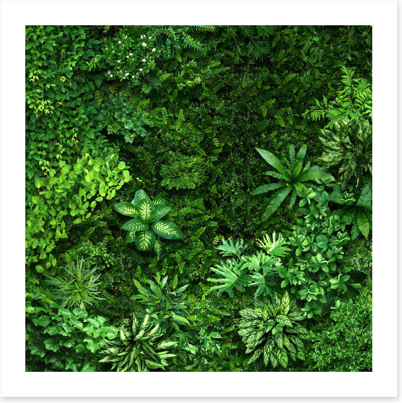Leafy greens