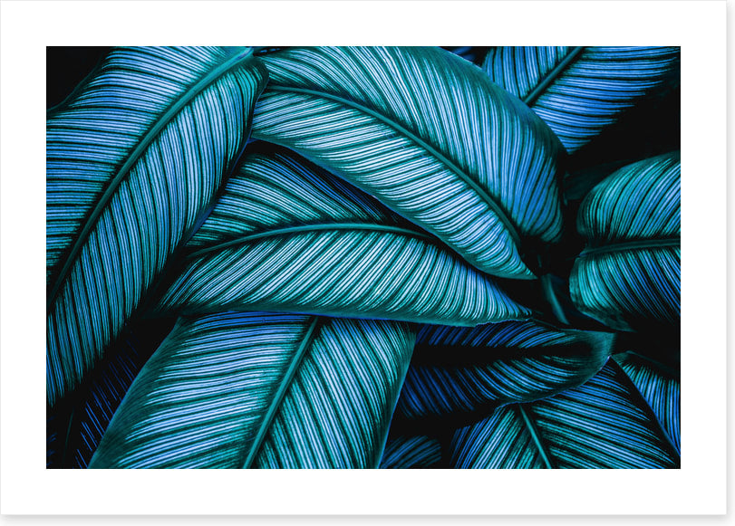 Leaves