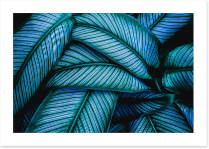 Leaves