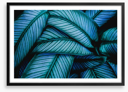 Leaves