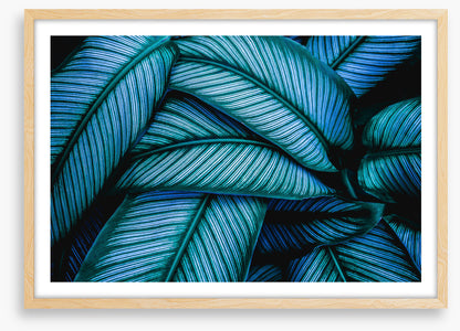 Leaves