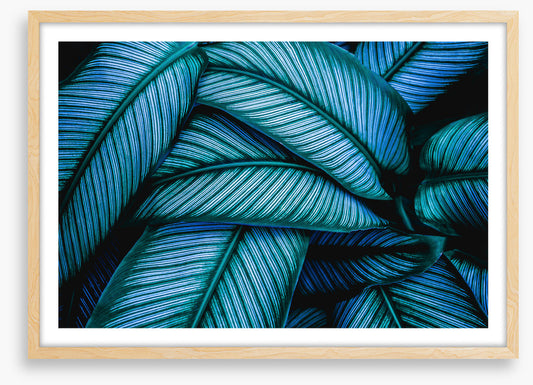 Leaves