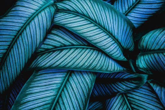 Leaves