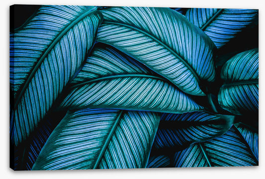 Leaves