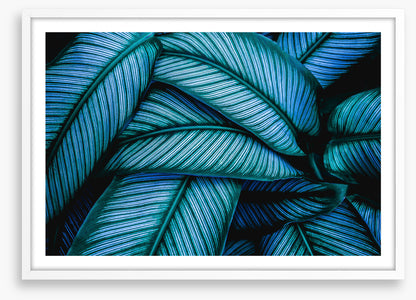 Leaves