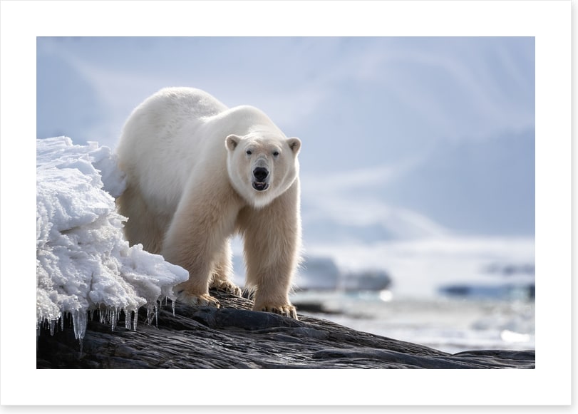 Mammals