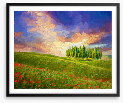 Summertime cypress