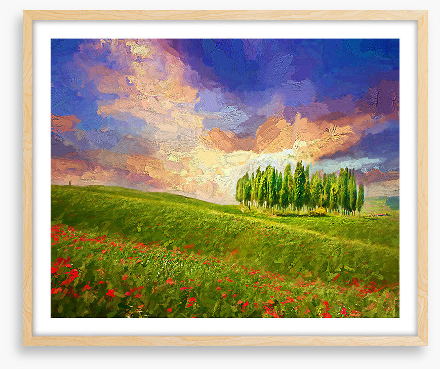 Summertime cypress