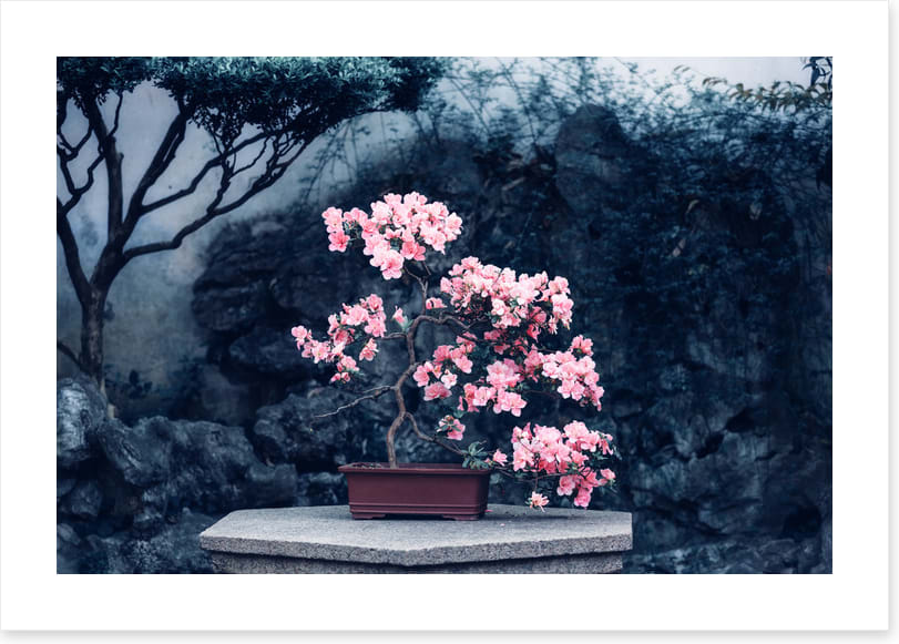 Camellia calm