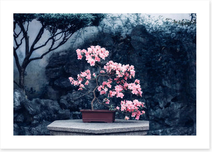 Camellia calm