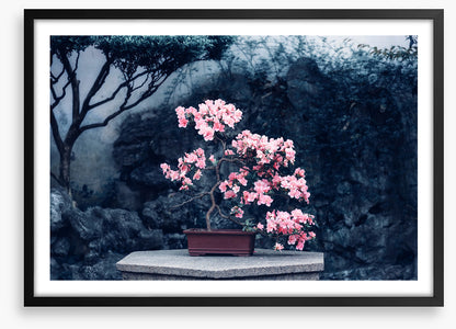 Camellia calm