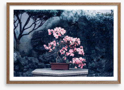 Camellia calm