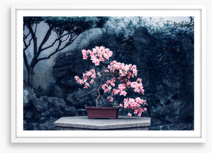 Camellia calm