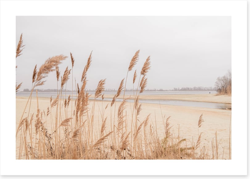Pampas sands