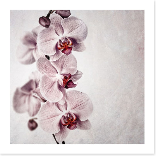 Vintage orchid