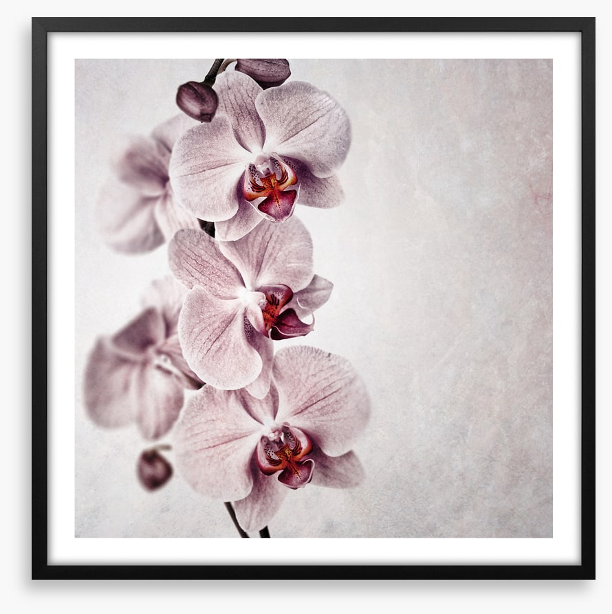 Vintage orchid