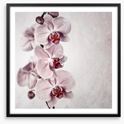 Vintage orchid