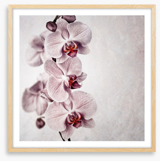 Vintage orchid