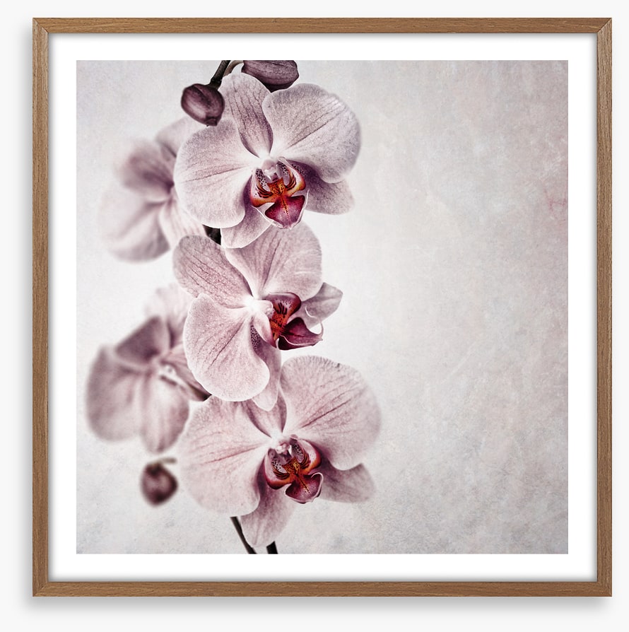 Vintage orchid